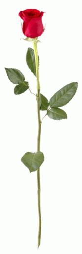 IW-rose_pysty_166x510