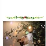 APUA HAJUKOIRIEN KOULUTUKSEEN!